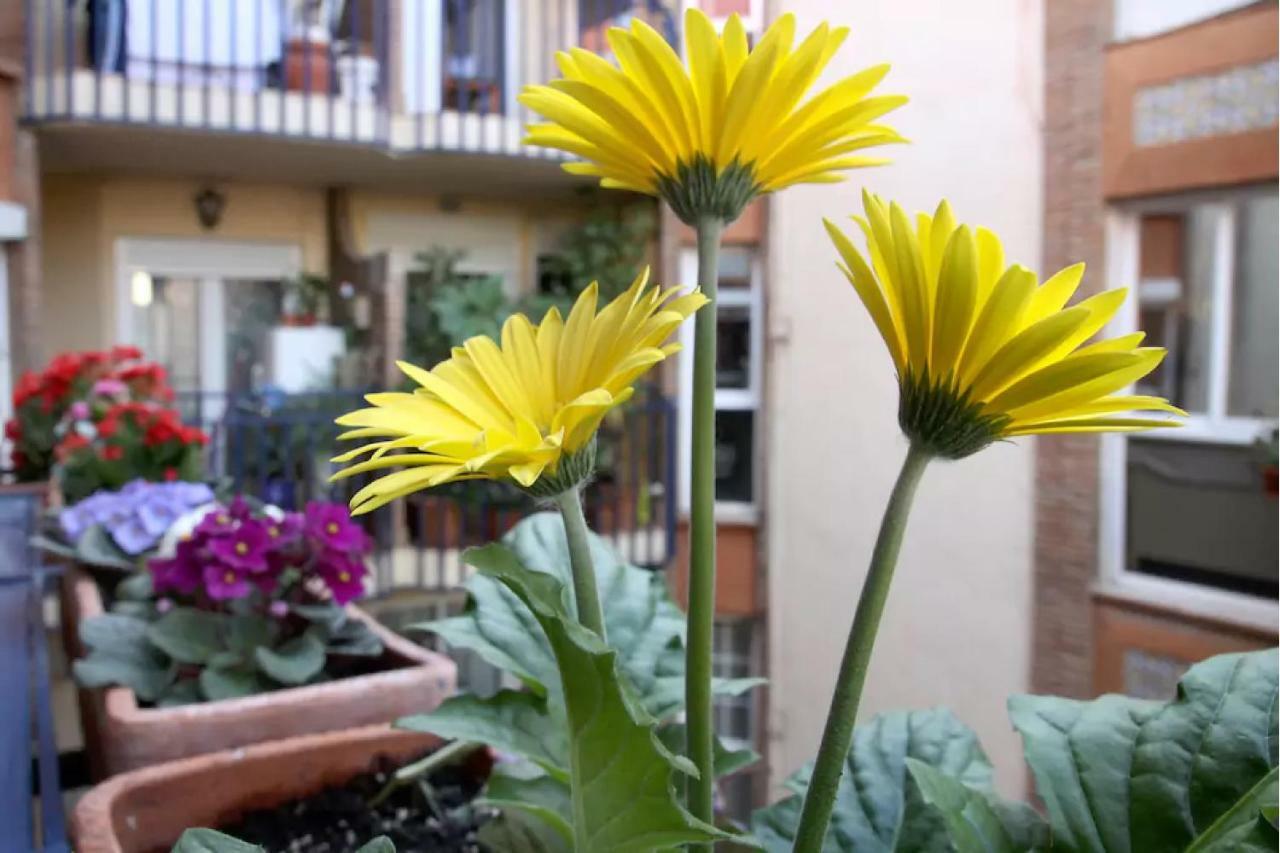 Apartamento Azahara Cordoue Extérieur photo